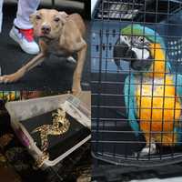 Dozen Emaciated, Neglected Animals Rescued From Newark Home: Officials