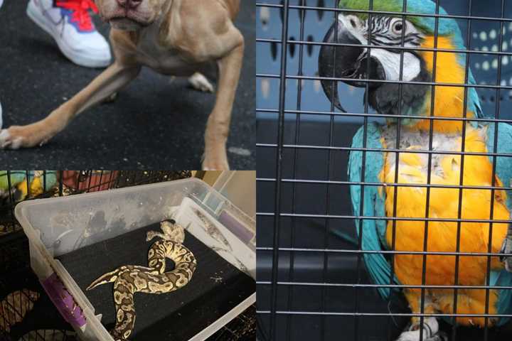 Dozen Emaciated, Neglected Animals Rescued From Newark Home: Officials