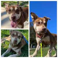 Arrow Was Lodged In Dog's Organs But NJ Shelter Had No Clue Until It Was Too Late