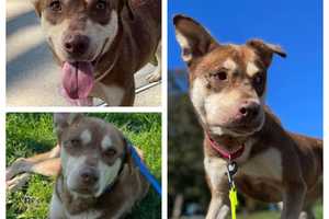 Arrow Was Lodged In Dog's Organs But NJ Shelter Had No Clue Until It Was Too Late