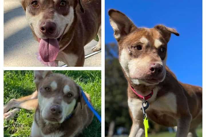 Arrow Was Lodged In Dog's Organs But NJ Shelter Had No Clue Until It Was Too Late