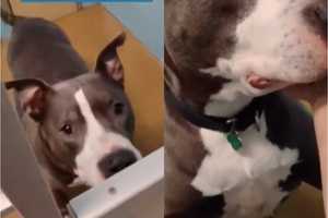 Video Of Crying Dog At NJ Shelter Breaks Hearts Across America