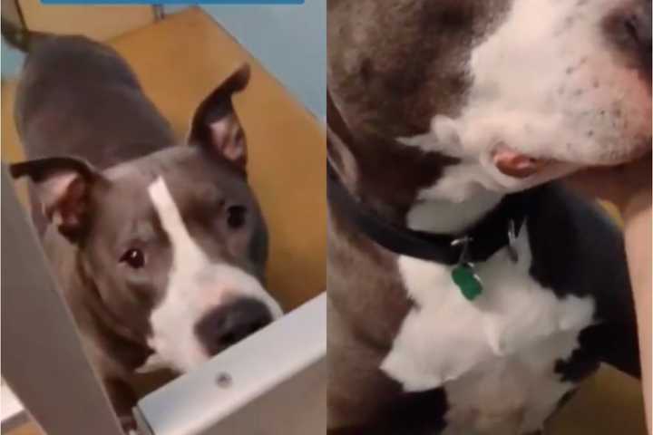 Video Of Crying Dog At NJ Shelter Breaks Hearts Across America