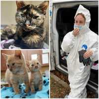 20 Cats Rescued From Bug-Infested Jersey Shore Apartment: Officials