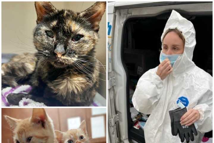 20 Cats Rescued From Bug-Infested Jersey Shore Apartment: Officials