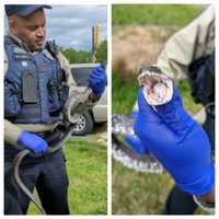 Snake Knocks Power To Traffic Light In Prince William County