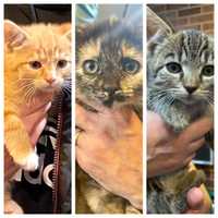 Christmas Comes Early For Kittens Left For Dead At South Jersey Recycling Center