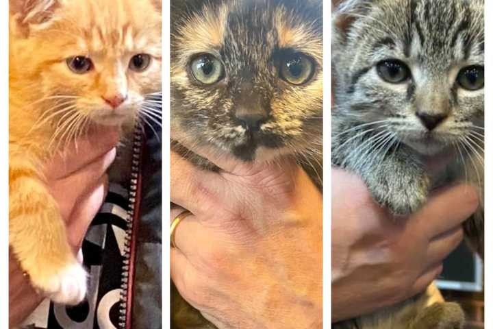 Christmas Comes Early For Kittens Left For Dead At South Jersey Recycling Center