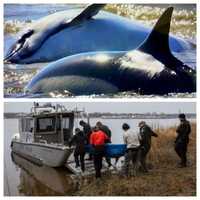 <p>A dolphin in poor condition washed up on the Jersey Shore four days after three others washed up.</p>