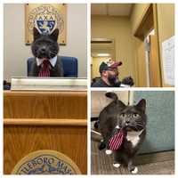 Mr. Spooky's Paws Unable To Shatter Glass Ceiling Of Attleboro Politics