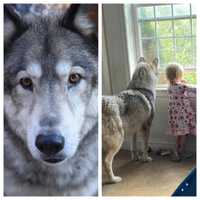 Hunter Mistakenly Kills PA Family's Wolf-Like Dog