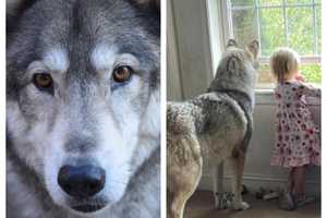 Hunter Mistakenly Kills PA Family's Wolf-Like Dog
