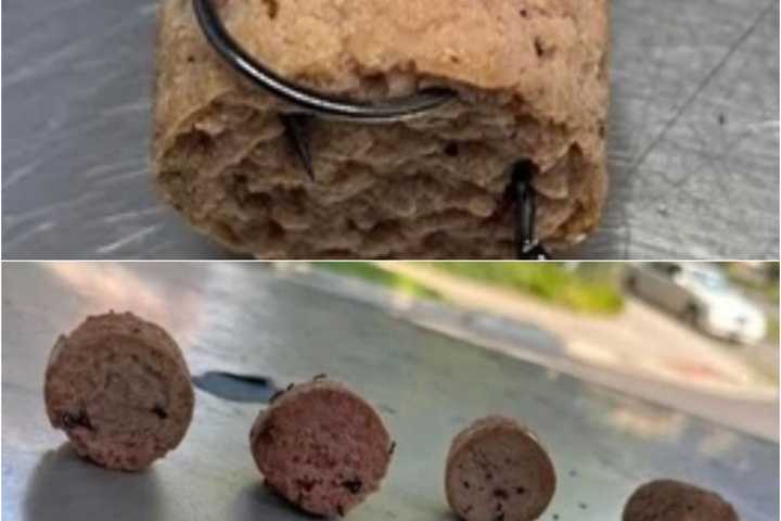 VA Dog Chokes On Fishhooked Meat Chunk; PETA Pitches In To Find Culprit