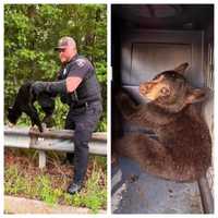 Police Rescue Injured Bear Cub In Western Mass