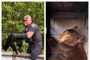 Police Rescue Injured Bear Cub In Region