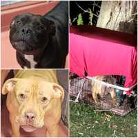 Pitbulls In Zip-Tied Metal Cage Abandoned In North Jersey Park