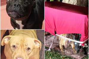 Pitbulls In Zip-Tied Metal Cage Abandoned In Morris County Park