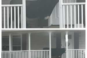 Udder Chaos: Cow Shows Up At VA Resident's Doorstep