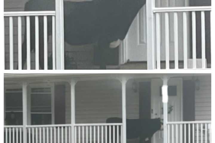 Udder Chaos: Cow Shows Up At VA Resident's Doorstep