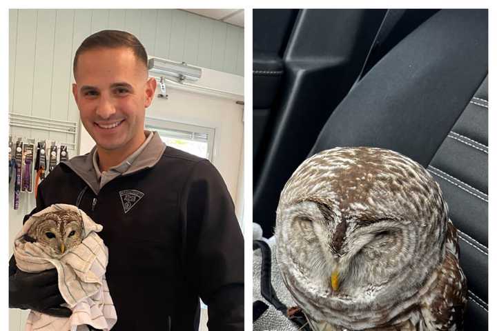 State Trooper Flies To The Rescue Of Owl With Broken Wing In Middleton