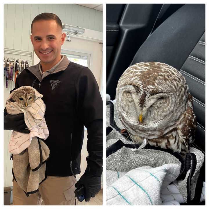 【OWL MILS】 Rota State Trooper Flies To The Rescue Of Owl With Broken Wing In