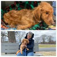 Mass Dog Found Near Death Thrives With New Owner As Accused Abuser Heads To Court: MSPCA