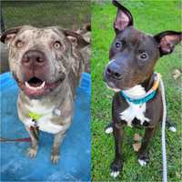 Bergen County Animal Shelter Reaches Capacity