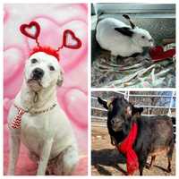 No Valentine's Date? These Massachusetts Animals Are Looking For Love