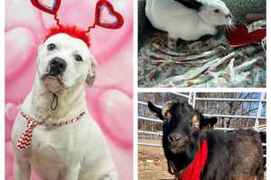 No Valentine's Date? These Massachusetts Animals Are Looking For Love