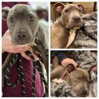 Community Falling For Cupid, Injured Dog Found In Western Mass Road, But Vet Bills Climbing
