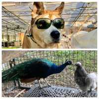 GoFundMe Round Up: Help Boston-Area Animals And The People Who Love Them