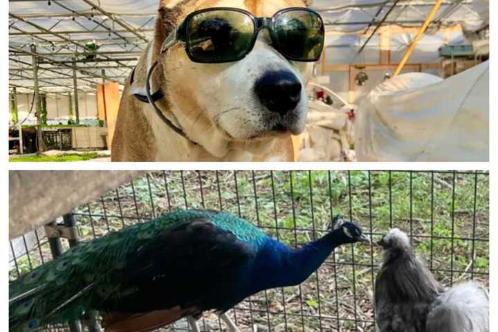 GoFundMe Round Up: Help Boston-Area Animals And The People Who Love Them