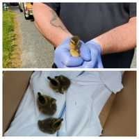 Daring Ducklings Rescued From Storm Drain By Framingham Firefighters