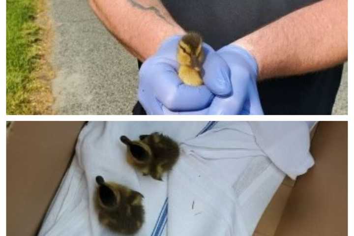 Daring Ducklings Rescued From Storm Drain By Framingham Firefighters