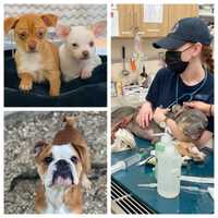 These Are The 9 Neglected Dogs Some Emaciated, With Broken Bones Rescued In Arlington