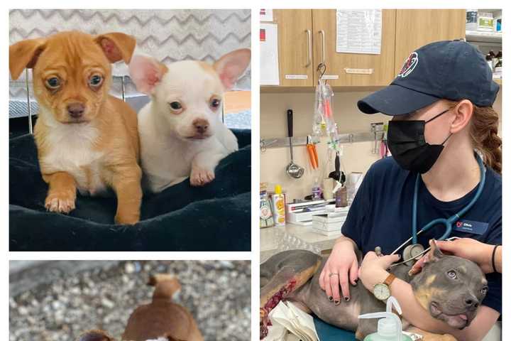 These Are The 9 Neglected Dogs Some Emaciated, With Broken Bones Rescued In Arlington