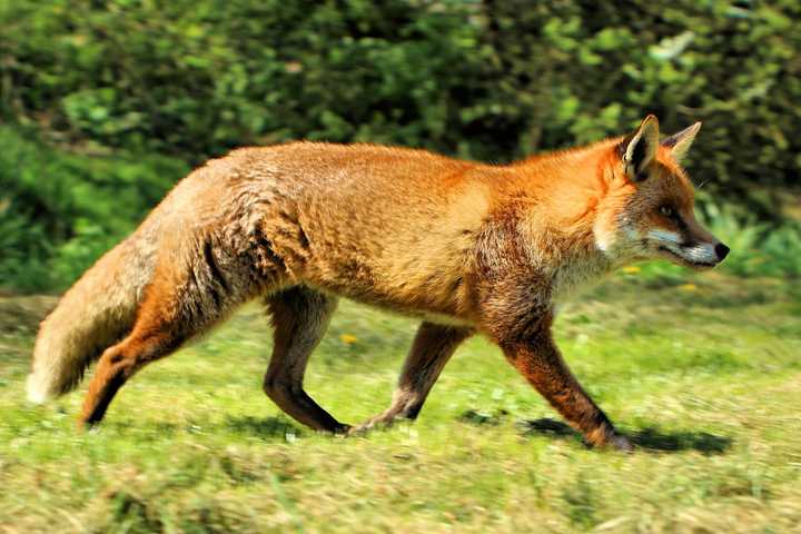 Fox That Bit 3 In Glen Ridge Had Rabies, Officials Say