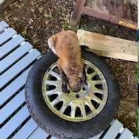 Fox Found Trapped In Tire Rescued In Connecticut