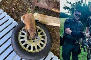 Fox Found Trapped In Tire Rescued In Connecticut