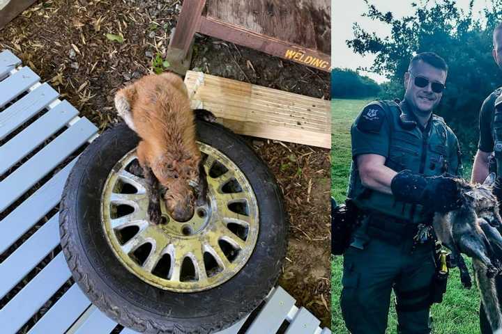 Fox Found Trapped In Tire Rescued In Connecticut