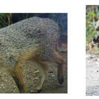 Gloucester Fox Tests Positive For Rabies, Pet Owners Urged To Stay Vigilant