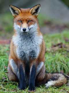 Police Kill Fox That Attacked Stamford Woman