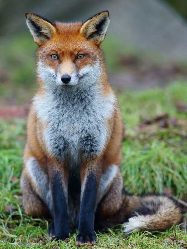 Police Kill Fox That Attacked Stamford Woman