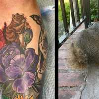 <p>Susan Werbacher got a tattoo of Henry, the squirrel with half a tail she met outside of her Maywood apartment complex during the time she&#x27;d normally be at the gym.</p>