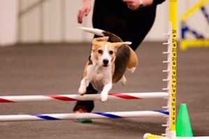 Saddle Brook Canine Academy Sponsors Agility Test For Beginners