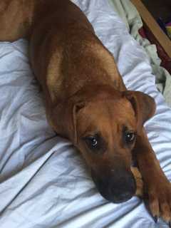 Rescued Dog 'Hershey' Available For Adoption