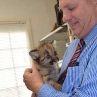 <p>Bergen County Executive Jim Tedesco holds one of the brother mountain lion cubs.</p>