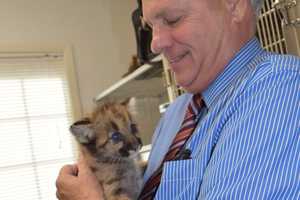 Bergen County Zoo In Paramus Welcomes Brother Mountain Lion Cubs