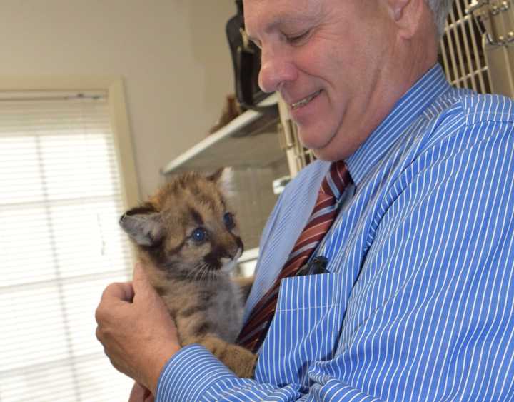 Bergen County Executive Jim Tedesco holds one of the brother mountain lion cubs.