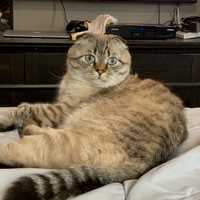 Me-Ouch! New York Becomes First State In Nation To Ban Declawing Cats